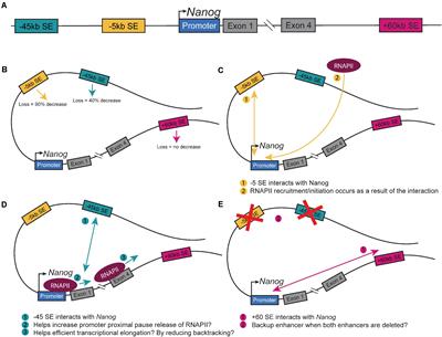 Super-Enhancers and CTCF in Early Embryonic Cell Fate Decisions